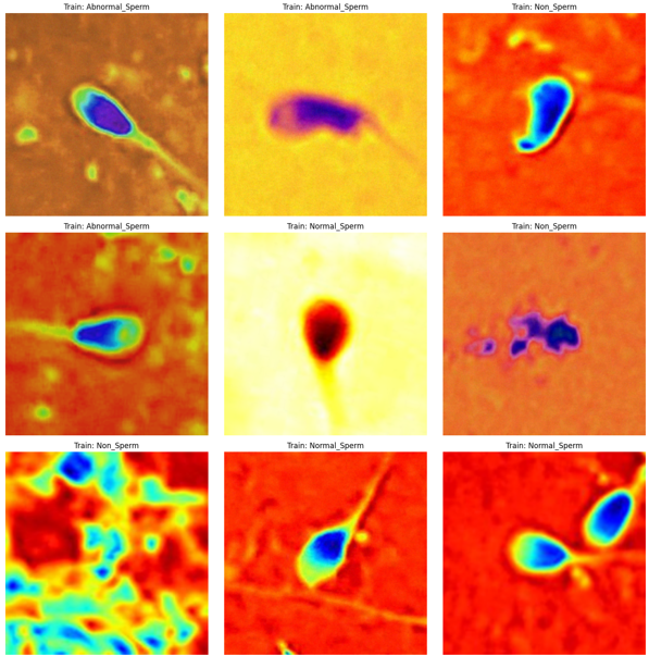 Sperm Colorized Images 3Class Dataset Classification